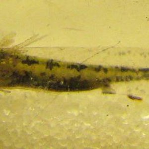 ambystoma larvae