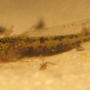 ambystoma larvae