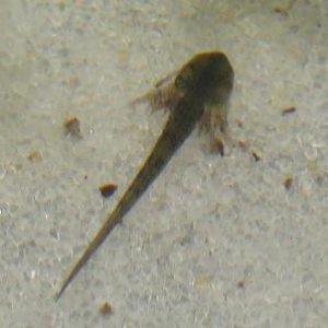 ambystoma larvae