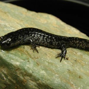 mabee's salamander