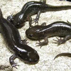 mole salamander