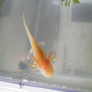 axie babies 055