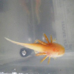 axie babies 056