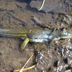 Dead Eastern newt succumed to evil dragonfly larvae.
(I almost cried, and i crushed the dumb lavae.)