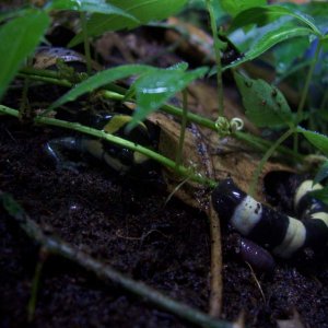 Ringed salamander