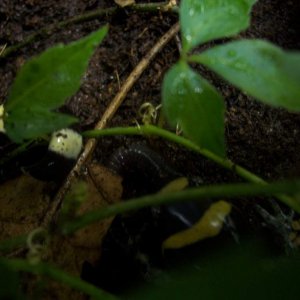 Ringed salamander