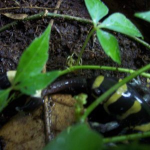 Ringed salamander