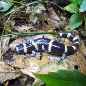 Ringed salamander