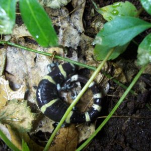 Ringed salamander