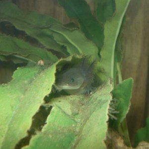 Anubis peeking from his favorite plant 4/14/10. He has shown a preference for hanging in this plant while the other two prefer the ground.