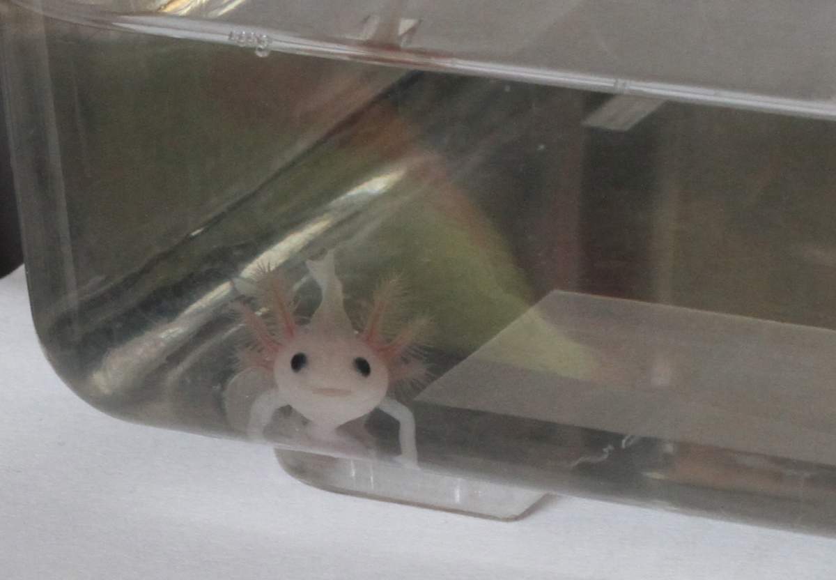 Smilingxbaby Smiling Baby Axolotl