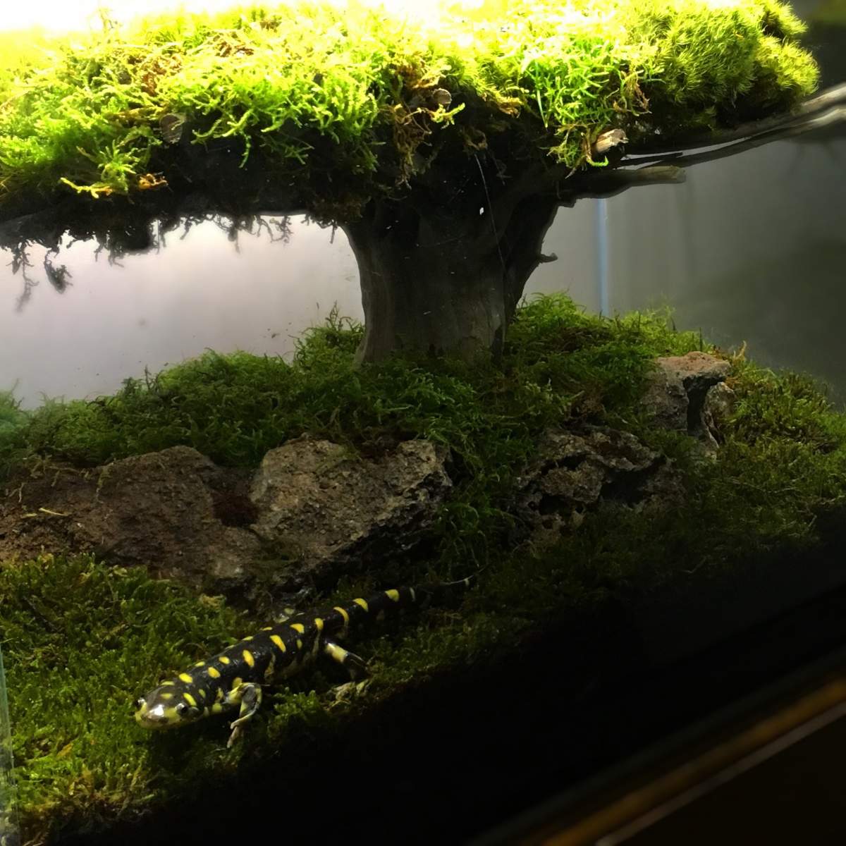 Bonsai Tree Aquascape - Aquascape Ideas