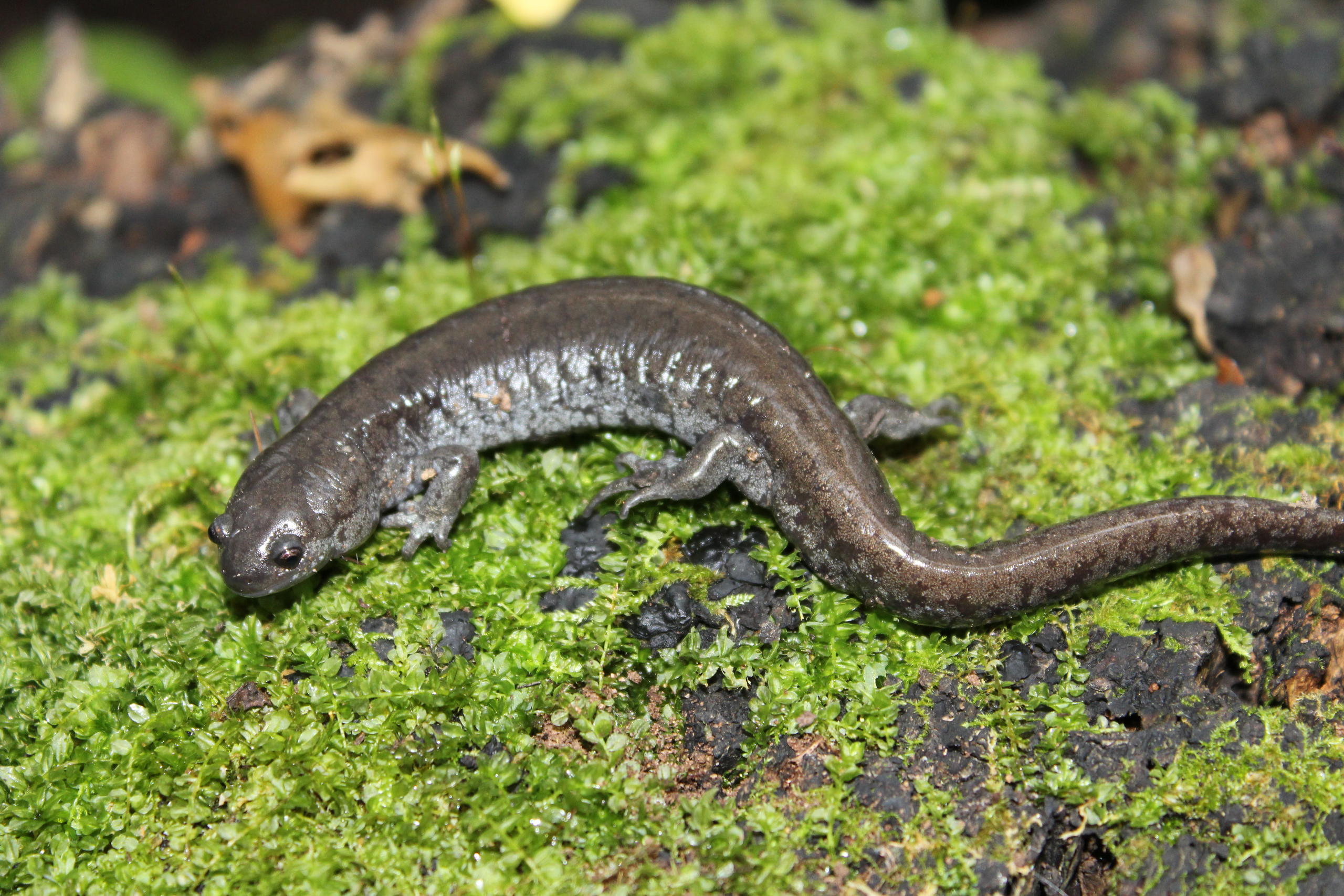 Show Me State Salamanders and Snakes - Field Herp Forum