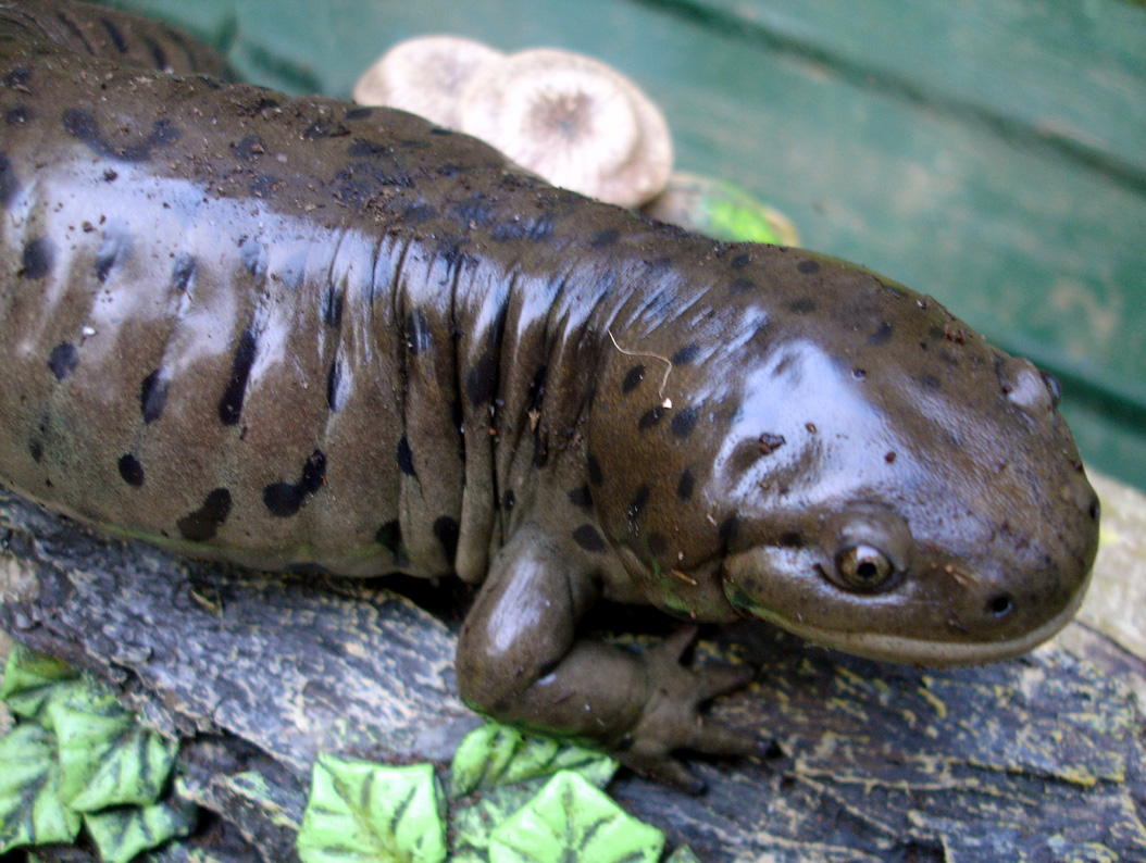 Facts – Life Overlooked: The Pacific Giant Salamander