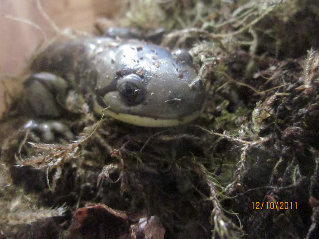 034  Ambystoma tigrinum