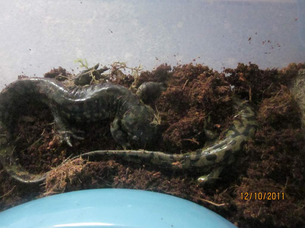 041 Ambystoma tigrinum