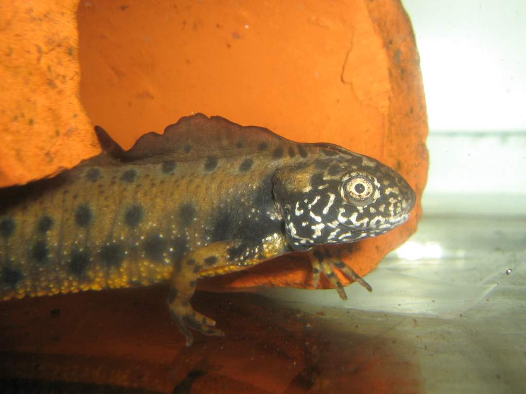 048 T.dobrogicus 18-01-2010