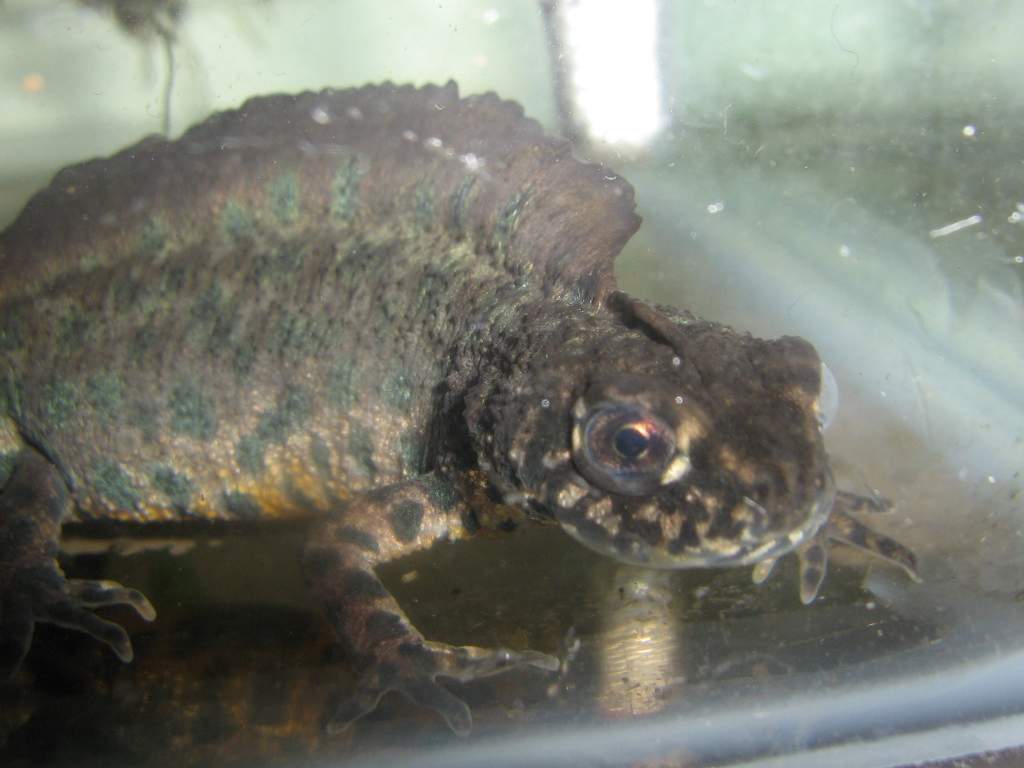 063 Triturus arntzeni 18 januari 2010