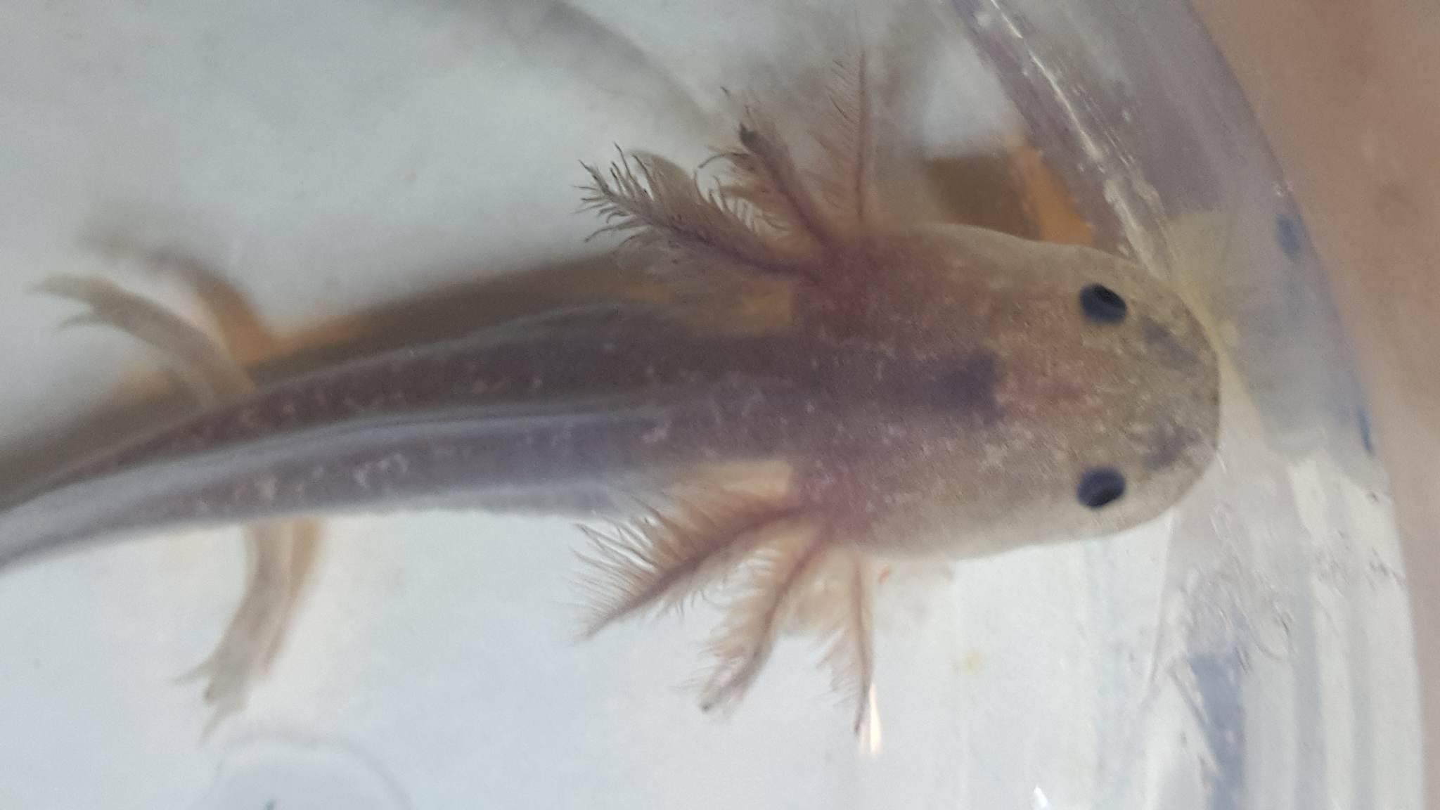 07 03 2017
c. Aquarius Axolotls