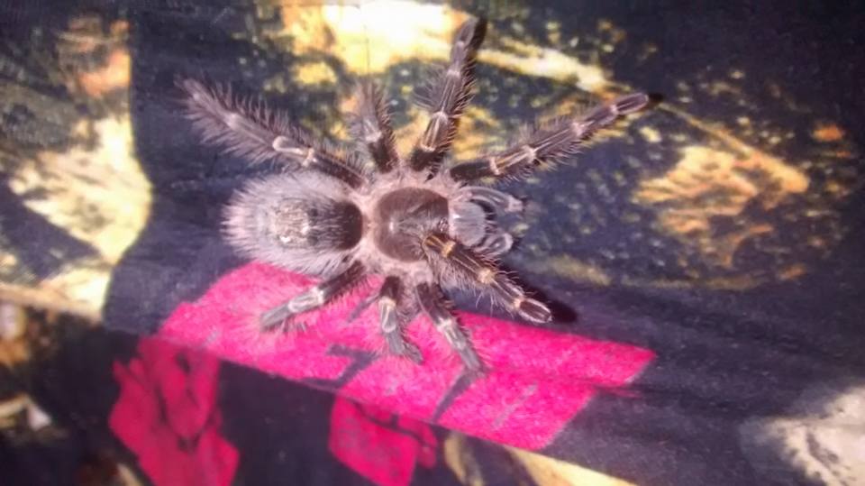 07 07 2015 Boris ~ Chaco Golden Knee <Grammostola pulchripes>