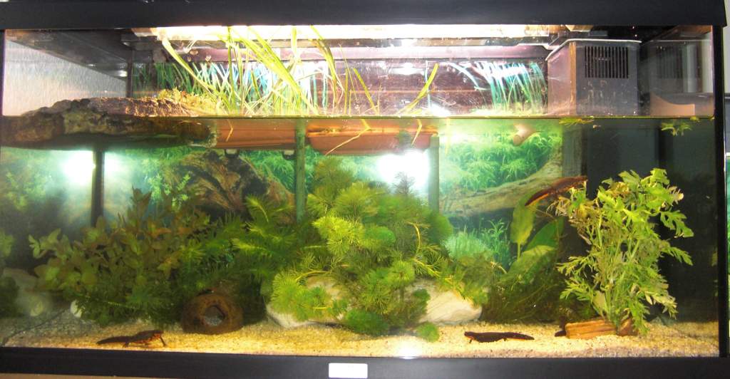 1,4 cynops orientalis tank