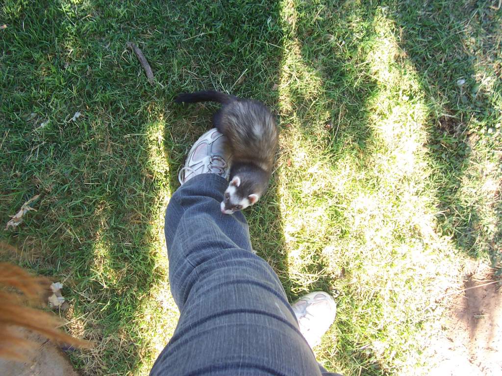 1 of three ferrets - this is Maya - who is actually a boy  - but was misnamed by her previous owners BUT comes when called - so we keep 'her' name and