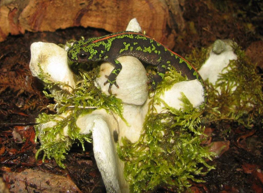 1 year old, climbing on a moss-covered moose vertebra