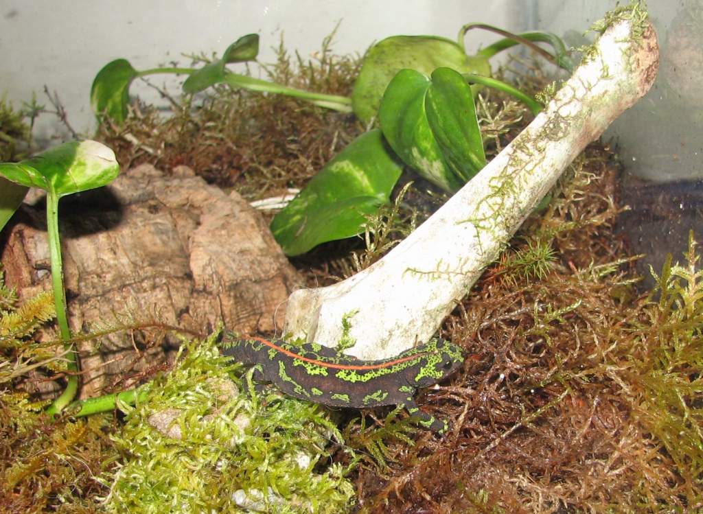 1 year old, climbing on a moss-covered moose vertebra