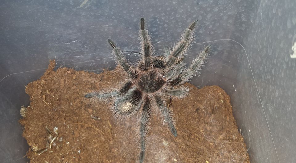 10 23 2016 crh#5 ~ one of my Chilean Roses <Grammostola rosea>