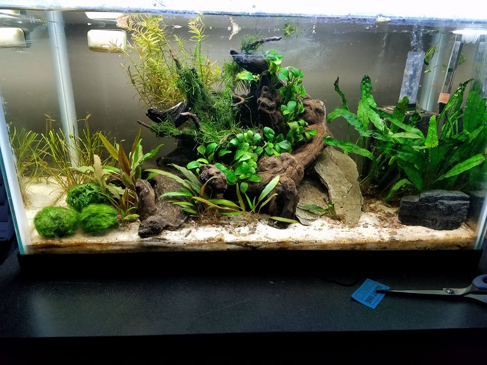 10 gal C. Cyanurus.
Plants: Anubias Nana, Crypt Undulata, Crypt Tonkinensis, Rotala Rotundifolia, Java Moss, Java Fern (narrow leaf), Marimo Moss Ball