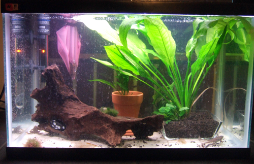 10 gallon african dwarf frog tank