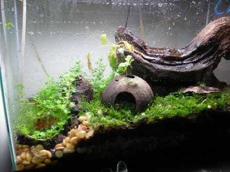 10 gallon frog (PDF)