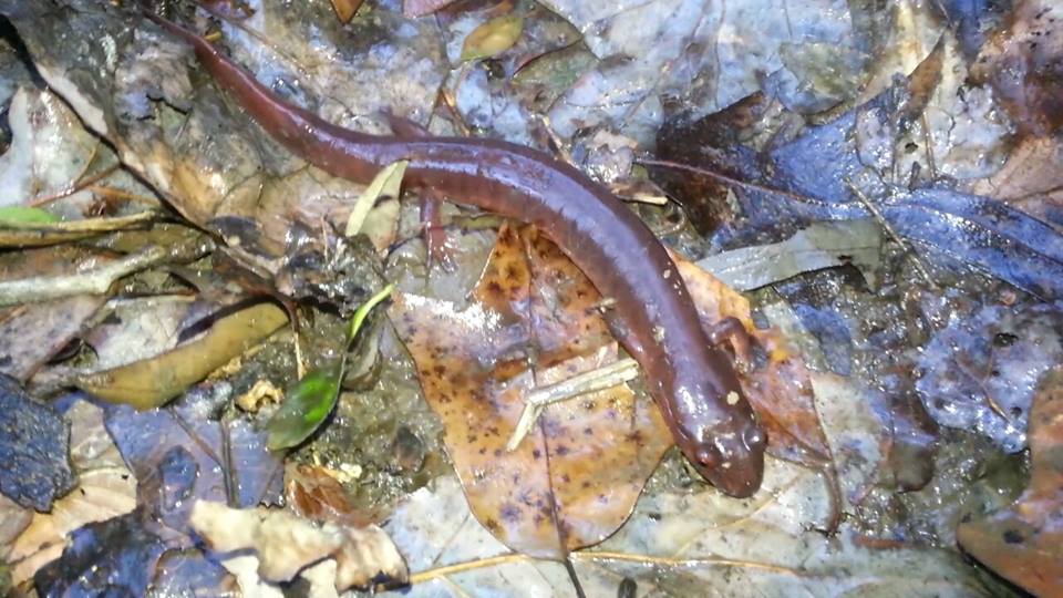 10 inch spring salamander