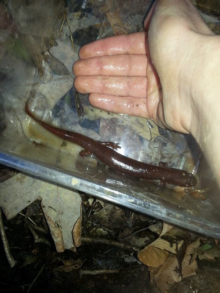 10 inch spring salamander