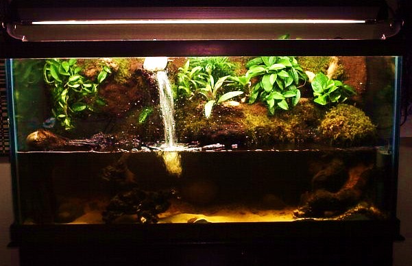 100 gallon tank given to me for free, this pic is at 2 months growth, no newts yet