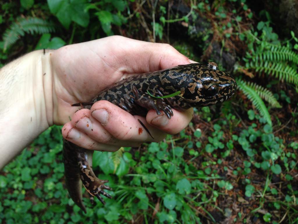 11+" Pacific Giant Salamander (Dicamptodon tenebrosus)