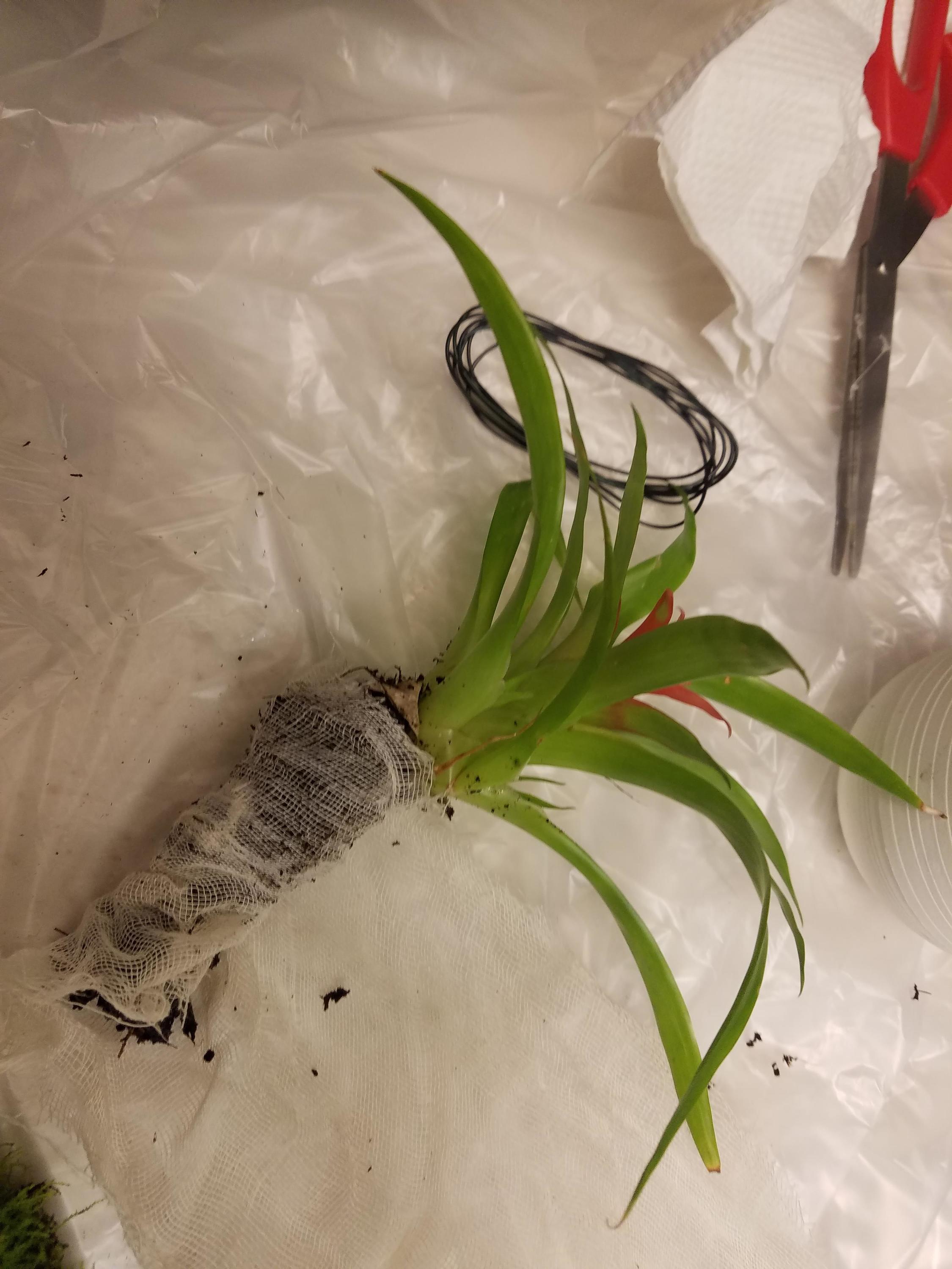 14: Bromeliad is stripped to root-ball and wrapped in cheese cloth along with a small amount of potting soil.