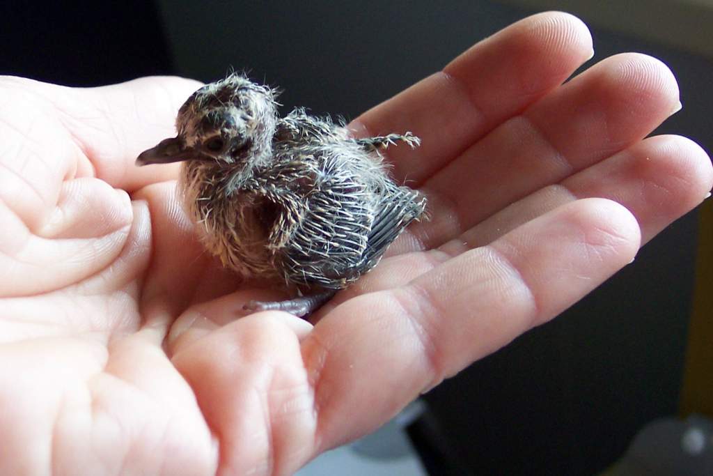 14 day old peaceful dove