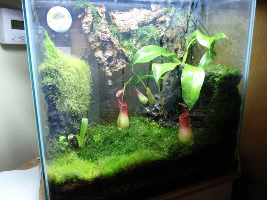 15 gallon tall PDF tank. Dying dart frogs 1.1
Ventricosa pitcher plant