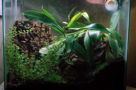 15gallon H