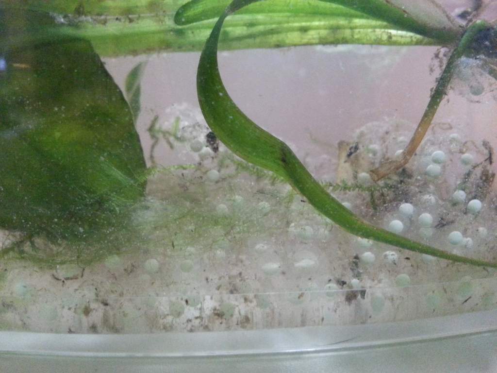 19th of march,  getting all the eggs out of the tank :)