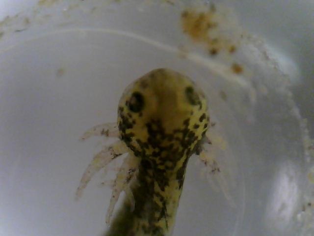 2 24 2011 larva in egg