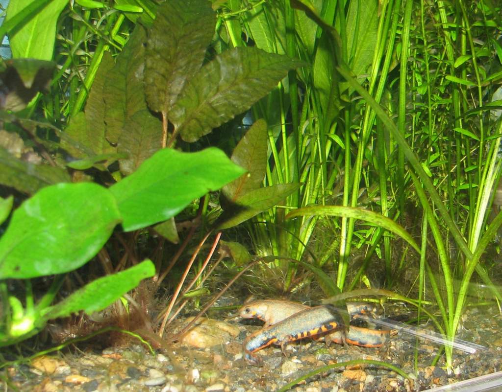 2 chenggs in my walstad tank