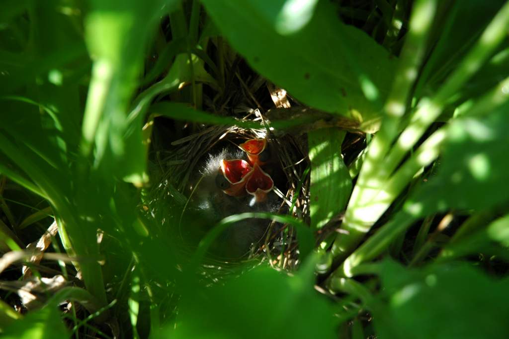 2 cowbirds and 1 field sparrow