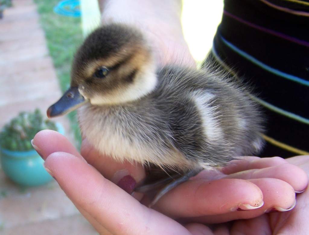 2 day old naitive duck