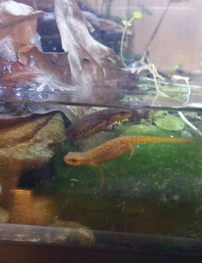 2 efts being raised aquatically. The orange one mainly stays on land and the darker one who prefers the water has already taken on the coloration of a