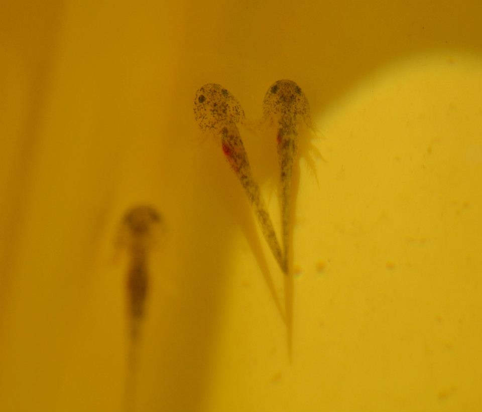 2 month old baby axolotl larvae