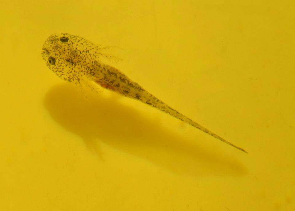 2 month old baby axolotl larvae