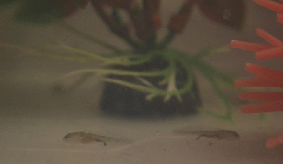 2 month old baby axolotl larvae