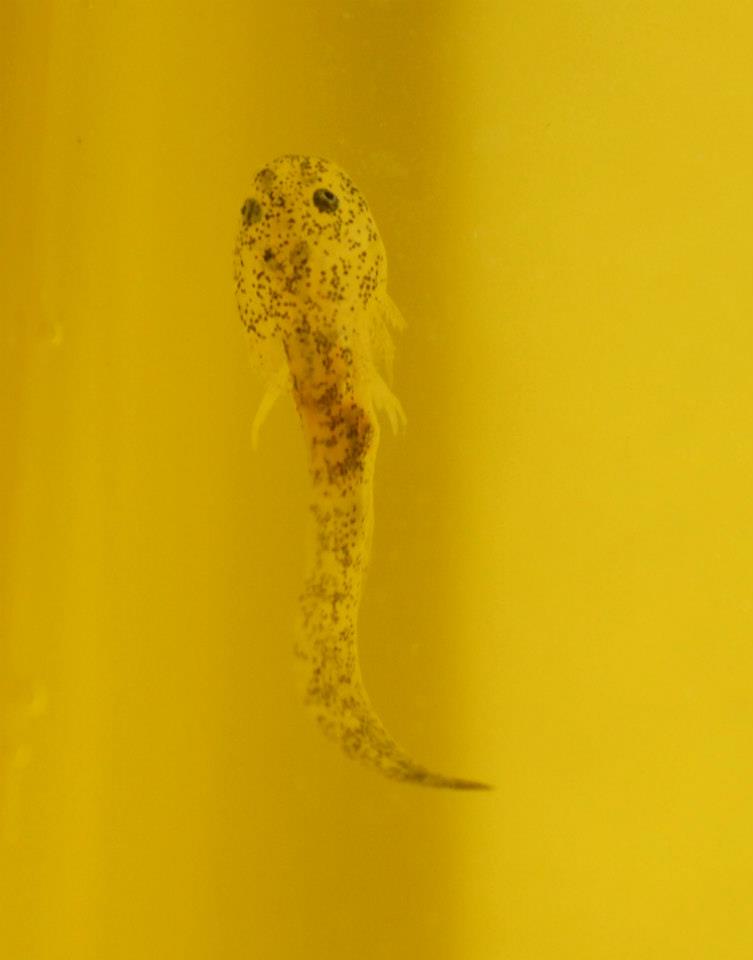 2 month old baby axolotl larvae